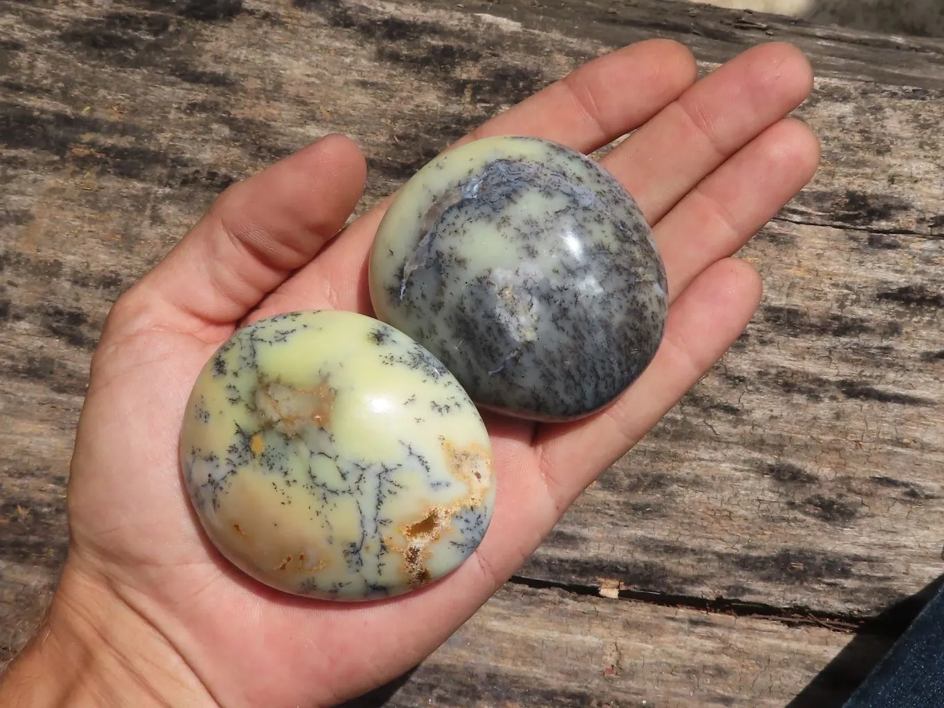 Polished Dendritic Opal Galet / Palm Stone x 6 from Madagascar