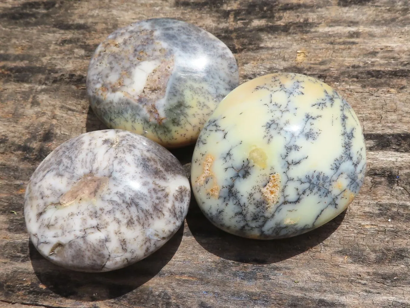 Polished Dendritic Opal Galet / Palm Stone x 6 from Madagascar